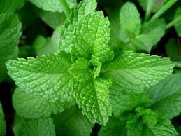 Mentha